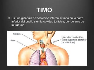 TIMO
Es una glándula de secreción interna situada en la parte
inferior del cuello y en la cavidad torácica, por delante de
la traquea
 