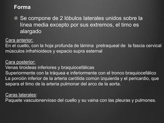 Forma
Se compone de 2 lóbulos laterales unidos sobre la
línea media excepto por sus extremos, el timo es
alargado
Cara anterior:
En el cuello, con la hoja profunda de lámina pretraqueal de la fascia cervical
músculos infrahioideos y espacio supra esternal
Cara posterior:
Venas tiroideas inferiores y braquiocefálicas
Superiormente con la tráquea e inferiormente con el tronco braquiocefálico
La porción inferior de la arteria carótida común izquierda y el pericardio, que
separa el timo de la arteria pulmonar del arco de la aorta.
Caras laterales:
Paquete vasculonervioso del cuello y su vaina con las pleuras y pulmones.
 