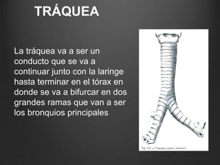 TRÁQUEA
La tráquea va a ser un
conducto que se va a
continuar junto con la laringe
hasta terminar en el tórax en
donde se va a bifurcar en dos
grandes ramas que van a ser
los bronquios principales
 