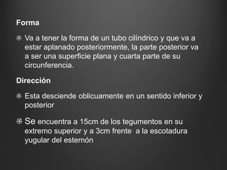 Forma
Va a tener la forma de un tubo cilíndrico y que va a
estar aplanado posteriormente, la parte posterior va
a ser una superficie plana y cuarta parte de su
circunferencia.
Dirección
Esta desciende oblicuamente en un sentido inferior y
posterior
Se encuentra a 15cm de los tegumentos en su
extremo superior y a 3cm frente a la escotadura
yugular del esternón
 