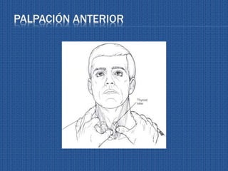 PALPACIÓN ANTERIOR
 