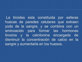La tiroides esta constituida por esferas
huecas de paredes celulares que extraen
yodo de la sangre, y se combina con un
aminoacido para formar las hormonas
tiroxina y la calcitonina encargada de
disminuir la concentración de calcio en la
sangre y aumentarla en los huesos.
 