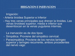 IRRIGACION E INERVACION
Irrigación:
- Arteria tiroidea Superior e Inferior
- Hay tres venas principales que drenan la tiroides. Las
venas tiroideas superior, media e inferior que
desembocan en la venas yugulares internas.
La inervación es de dos tipos:
 Simpática. Proviene del simpático cervical.
 Parasimpática. Proviene de los nervios laríngeo
superior y laríngeo recurrente, ambos procedentes
del nervio vago
 
