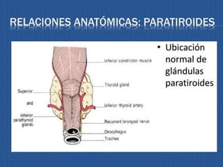 RELACIONES ANATÓMICAS: PARATIROIDES
 