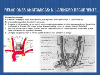 RELACIONES ANATOMICAS: N. LARINGEO RECURRENTE
 