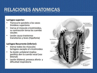RELACIONES ANATOMICAS
 