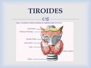 
TIROIDES
 