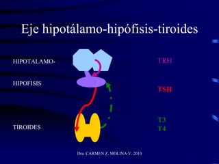 Dra. CARMEN Z. MOLINA V. 2010
Eje hipotálamo-hipófisis-tiroides
HIPOTALAMO-
HIPOFISIS
TIROIDES
TRH
TSH
T3
T4
 