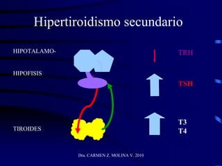 Dra. CARMEN Z. MOLINA V. 2010
Hipertiroidismo secundario
HIPOTALAMO-
HIPOFISIS
TIROIDES
TRH
TSH
T3
T4
 