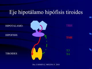 Dra. CARMEN Z. MOLINA V. 2010
Eje hipotálamo hipófisis tiroides
HIPOTALAMO-
HIPOFISIS
TIROIDES
TRH
TSH
T3
T4
 