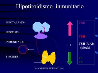 Dra. CARMEN Z. MOLINA V. 2010
Hipotiroidismo inmunitario
HIPOTALAMO-
HIPOFISIS
INMUNITARIO
TIROIDES
TRH
TSH
TSH-R Ab
(block)
T3
T4
++
®
 