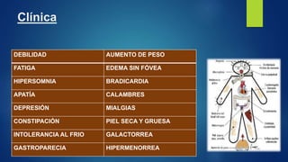 Clínica
DEBILIDAD AUMENTO DE PESO
FATIGA EDEMA SIN FÓVEA
HIPERSOMNIA BRADICARDIA
APATÍA CALAMBRES
DEPRESIÓN MIALGIAS
CONSTIPACIÓN PIEL SECA Y GRUESA
INTOLERANCIA AL FRIO GALACTORREA
GASTROPARECIA HIPERMENORREA
 