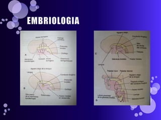 EMBRIOLOGIA