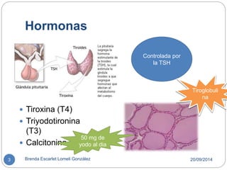 Hormonas 
 Tiroxina (T4) 
 Triyodotironina 
(T3) 
 Calcitonina 
Controlada por 
la TSH 
Tiroglobuli 
na 
50 mg de 
yodo al dia 
3 Brenda Escarlet Lomeli González 20/09/2014 
 