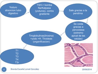 TSH-> bomba 
Na/Katpasa 
(yoduros), contra 
gradiente 
Sale gracias a la 
pendrina 
Yoduro 
absorcion tubo 
digestivo 
Tiroglobulinas(tirosina) 
+yodo =H. Tiroideas 
(organificacion) 
Se oxida 
gracias a 
peroxidasa 
(extremo 
apical de las 
celulas) 
T1 
T2 
T3 
T4 
T3r 
4 Brenda Escarlet Lomeli González 20/09/2014 
 