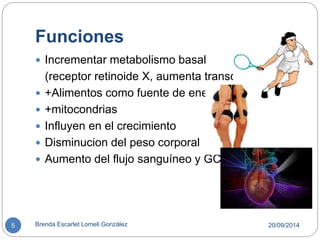 Funciones 
 Incrementar metabolismo basal 
(receptor retinoide X, aumenta transcripción) 
 +Alimentos como fuente de energia 
 +mitocondrias 
 Influyen en el crecimiento 
 Disminucion del peso corporal 
 Aumento del flujo sanguíneo y GC 
5 Brenda Escarlet Lomeli González 20/09/2014 
 