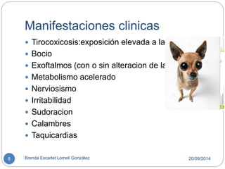 Manifestaciones clinicas 
 Tirocoxicosis:exposición elevada a la H. 
 Bocio 
 Exoftalmos (con o sin alteracion de la visión) 
 Metabolismo acelerado 
 Nerviosismo 
 Irritabilidad 
 Sudoracion 
 Calambres 
 Taquicardias 
8 Brenda Escarlet Lomeli González 20/09/2014 
 
