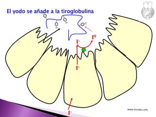 I-
I-
I-
I0
OH
El yodo se añade a la tiroglobulina
 