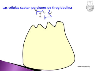 O
I I
I I
Las células captan porciones de tiroglobulina
 