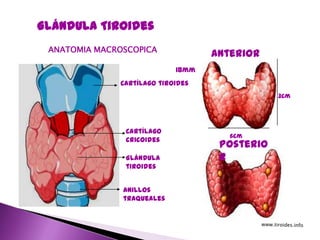 Anterior
Posterio
r
Cartílago tiroides
Cartílago
cricoides
Anillos
traqueales
Glándula
tiroides
6cm
3cm
18mm
Glándula Tiroides
ANATOMIA MACROSCOPICA
 