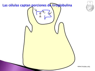 O
I I
I I
Las células captan porciones de tiroglobulina
 