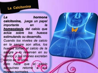 La
hormona
calcitonina, juega un papel
importante
en
la
homeostasis del calcio que
actúa sobre los huesos
estimulando su desarrollo.
Cuando los niveles de calcio
en la sangre son altos, los
huesos toman el calcio de la
sangre y lo reservan en su
interior, y los riñones excretan
calcio en la orina.
Esto hace que el calcio
sanguíneo retorne a sus
niveles normales.

 