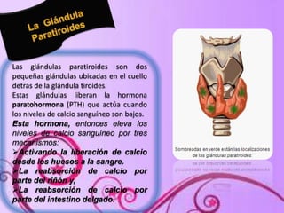Las glándulas paratiroides son dos
pequeñas glándulas ubicadas en el cuello
detrás de la glándula tiroides.
Estas glándulas liberan la hormona
paratohormona (PTH) que actúa cuando
los niveles de calcio sanguíneo son bajos.
Esta hormona, entonces eleva los
niveles de calcio sanguíneo por tres
mecanismos:
Activando la liberación de calcio
desde los huesos a la sangre.
La reabsorción de calcio por
parte del riñón y,
La reabsorción de calcio por
parte del intestino delgado.

 