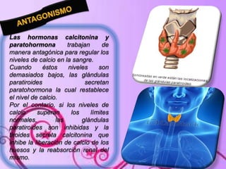 Las hormonas calcitonina y
paratohormona
trabajan
de
manera antagónica para regular los
niveles de calcio en la sangre.
Cuando
éstos
niveles
son
demasiados bajos, las glándulas
paratiroides
secretan
paratohormona la cual restablece
el nivel de calcio.
Por el contario, si los niveles de
calcio
superan
los
límites
normales,
las
glándulas
paratiroides son inhibidas y la
tiroides secreta calcitonina que
inhibe la liberación de calcio de los
huesos y la reabsorción renal del
mismo.

 