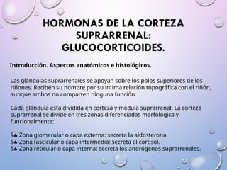 HORMONAS DE LA CORTEZA
SUPRARRENAL:
GLUCOCORTICOIDES.
Introducción. Aspectos anatómicos e histológicos.
Las glándulas suprarrenales se apoyan sobre los polos superiores de los
riñones. Reciben su nombre por su intima relación topográfica con el riñón,
aunque ambos no comparten ninguna función.
Cada glándula está dividida en corteza y médula suprarrenal. La corteza
suprarrenal se divide en tres zonas diferenciadas morfológica y
funcionalmente:
§§ Zona glomerular o capa externa: secreta la aldosterona.
§§ Zona fascicular o capa intermedia: secreta el cortisol.
§§ Zona reticular o capa interna: secreta los andrógenos suprarrenales.
 