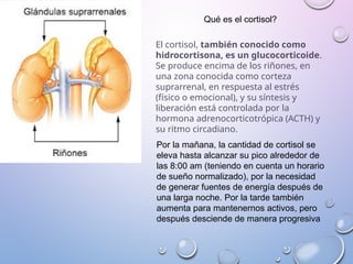 Qué es el cortisol?
El cortisol, también conocido como
hidrocortisona, es un glucocorticoide.
Se produce encima de los riñones, en
una zona conocida como corteza
suprarrenal, en respuesta al estrés
(físico o emocional), y su síntesis y
liberación está controlada por la
hormona adrenocorticotrópica (ACTH) y
su ritmo circadiano.
Por la mañana, la cantidad de cortisol se
eleva hasta alcanzar su pico alrededor de
las 8:00 am (teniendo en cuenta un horario
de sueño normalizado), por la necesidad
de generar fuentes de energía después de
una larga noche. Por la tarde también
aumenta para mantenernos activos, pero
después desciende de manera progresiva
 