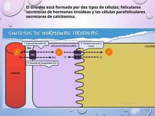 El tiroides está formado por dos tipos de células; foliculares
secretoras de hormonas tiroideas y las células parafoliculares
secretoras de calcitonina.
 