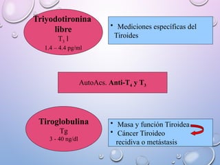 Triyodotironina
libre
T3 l
1.4 – 4.4 pg/ml
• Mediciones específicas del
Tiroides
Tiroglobulina
Tg
3 - 40 ng/dl
• Masa y función Tiroidea
• Cáncer Tiroideo
recidiva o metástasis
AutoAcs. Anti-T4 y T3
 