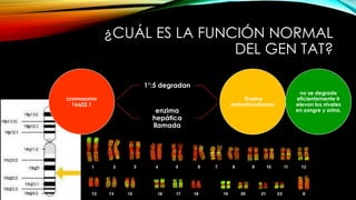 ¿CUÁL ES LA FUNCIÓN NORMAL
DEL GEN TAT?
cromosoma
16q22.1
1°:5 degradan
enzima
hepática
llamada
tirosina
aminotransferasa
no se degrade
eficientemente
elevan los niveles
en sangre y orina.
 