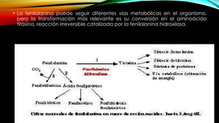 • La fenilalanina puede seguir diferentes vías metabólicas en el organismo,
pero la transformación más relevante es su conversión en el aminoácido
tirosina, reacción irreversible catalizada por la fenilalanina hidroxilasa.
 