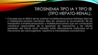 TIROSINEMIA TIPO IA Y TIPO IB
(TIPO HEPATO-RENAL).
• Causada por el déficit de las enzimas fumarilacetoacetasa hidrolasa (tipo Ia)
y maleilaceto-acetato isomerasa (tipo Ib), produce la acumulación de los
metabolitos fumarilacetoacetato y maleilacetoacetato que son compuestos
citotóxicos responsables de la apoptosis de hepatocitos y de células
epiteliales del túbulo renal; también están directamente implicados en el
mecanismo de carcinogénesis hepática e inestabilidad cromosómica.
 