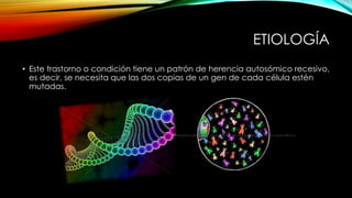 ETIOLOGÍA
• Este trastorno o condición tiene un patrón de herencia autosómico recesivo,
es decir, se necesita que las dos copias de un gen de cada célula estén
mutadas.
 