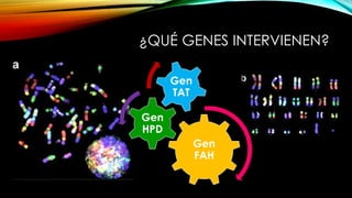 ¿QUÉ GENES INTERVIENEN?
Gen
FAH
Gen
HPD
Gen
TAT
 