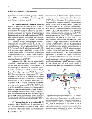 42
Revista Biomédica
laproliferacióncelulardesmedida,yqueporlotantoa
través del bloqueo de GPCR’s determinados pueda
controlarseelcrecimientotumoral.
B) Especificidad de la transactivación. No
sólo se ha observado el fenómeno para el EGF-R
sino también para otros receptores a factores de
crecimiento. Por ejemplo, en células de cultivo
primario de músculo liso vascular el receptor para el
factordecrecimientoderivadosdeplaquetas(PDGF-
R) se fosforila en ausencia de ligando si se estimulan
receptores a angiotensina II, acoplados a proteínas G
(31). De manera análoga, el receptor para el factor 1
de crecimiento semejante a insulina (ILGF-1-R), así
como el sustrato-1 del receptor de insulina (IR-S1) y
la PLC-g(moléculas de señalización para el ILGF-
1-R) se encuentran fosforilados después de la
exposición a trombina (32). Por ello se ha propuesto
que la transactivación se ejerce sobre diferentes
RTK’s, representando una nueva dimensión para la
señalización a través de GPCR’s.
Además,existeevidenciadequelaestimulación
deunGPCRnoactivademaneraespecíficaaunsolo
tipo de RTK. En este sentido, Herrich y col. (37)
mostraron que la activación de receptores para el
ácido lisofosfatídico induce fosforilación del PDGF-
R en células L (que expresan el PDGF-R, pero no el
EGF-R), mientras que en células COS-7 (que
expresan el EGF-R pero no el PDGF-R), el mismo
agonistainducefosforilacióndelEGF-R.Esinteresante
señalar que el efecto muestra preferencia por
diferentes RTK’s, ya que cuando se encuentran
presentes ambos receptores, PDGF-R y EGF-R, sólo
se activa este último. Lo anterior plantea que los
GPCR’spuedentransactivaradiferentesRTK’syque
aun cuando podrían tener preferencia por alguno de
ellos, la carencia de un RTK dado pueda ser suplida
por un RTK similar, de tal manera que no se anule la
induccióndelaseñalmitogénicamediadaporRTK’s.
C) Transactivación y proteínas G. El
establecer si GPCR’s diferentes de los acoplados a
Gaq inducían también la activación de RTK’s podía
dar indicios sobre las moléculas involucradas en la
transactivación, al determinar los aspectos comunes
en las cascadas de señalización de los diferentes
GPCR’s.Esporelloqueunodelosprimerosobjetivos
fue determinar si otras proteínas G podían inducir
transactivación, y en este sentido varios estudios han
mostrado que los GPCR’s acoplados a proteínas Gai
(GPCR’s-Gai) son también capaces de transactivar
a RTK’s (36,38,39). En contraste, hasta la fecha no
existe evidencia concluyente de que los GPCR’s
acoplados a proteínas Gas (GPCR’s-Gas) induzcan
fosforilación de RTK’s, excepto para el caso
particularmente interesante del adrenoceptorb2
. Este
receptor se acopla normalmente a proteínas Gs por
lo que al ser estimulado se activa la PKA (figura 2B),
que fosforila al mismo receptor promoviendo así su
acople a proteínas Gai (40). De esta manera, aun
cuando la activación de los adrenoceptoresb2
induce
transactivación en células COS-7, ésta es totalmente
dependiente de proteínas Gai (41). Se ha mostrado
queestefenómenodeestimulacióndualloutilizantanto
los adrenoceptores b como los receptores para el
péptidointestinalvasoactivo(VIP)presentesencélulas
de los acinos pancreáticos y del conducto
submandibular, por lo que se ha propuesto que puede
Figura 6. Mecanismos de transactivación de RTK’s por receptores
acoplados proteínas Gaq y Gai. La activación de proteínas Gaq
induce transactivación de RTK’s a través de procesos mediados
tanto por la subunidad aq como el complejo bg, mientras que los
receptores acoplados a proteínas Gai inducen la transactivación
sólo a través de los complejos bg. Una vez que el RTK se
autofosforila, la cascada de señalización es idéntica a la que seguiría
un RTK activado por ligando, con la unión de proteínas que posean
dominios SH2 a las fosfotirosinas del receptor y la activación
subsecuente de la vía RasRafMEKERK’s.
RTK
αq αi
Grb2
βγβγ
Grb2
Shc
Gab1
PI3-K
SOS
Ras
Ras Raf
GPCR-Gαq GPCR-Gαi
A A
GTP
GTP
GTP
GDP
RTK
αq αi
Grb2
βγβγ
Grb2
Shc
Gab1
PI3-K
SOS
Ras
Ras Raf
GPCR-Gαq GPCR-Gαi
A A
GTP
GTP
αq αi
Grb2
βγβγ
Grb2
Shc
Gab1
PI3-K
SOS
Ras
Ras Raf
GPCR-Gαq GPCR-Gαi
A A
αq αi
Grb2Grb2
βγβγβγβγ
Grb2Grb2
Shc
Gab1
PI3-K
SOS
Ras
Ras Raf
GPCR-Gαq GPCR-Gαi
A A
GTPGTP
GTP
GTPGTP
GDPGDP
E Sánchez-Lemus, JA Arias-Montaño.
 