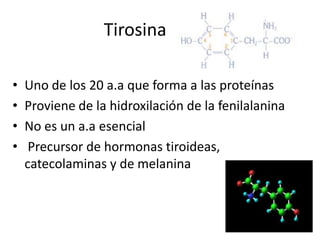 Tirosina
•
•
•
•

Uno de los 20 a.a que forma a las proteínas
Proviene de la hidroxilación de la fenilalanina
No es un a.a esencial
Precursor de hormonas tiroideas,
catecolaminas y de melanina

 