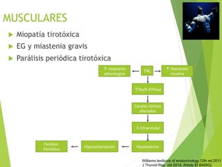 MUSCULARES
u  Miopatía tirotóxica
u  EG y miastenia gravis
u  Parálisis periódica tirotóxica
Williams textbook of endocrinology.12th ed.2011.
J Thyroid Res, Vol 2014, Article ID 649502.
T4L
↑Na/K	
  ATPasa
Canales	
  iónicos	
  
alterados
	
  K	
  intracelular	
  
Hipokalemia	
  
Parálisis	
  
Periódica	
  
Hiperpolarización	
  
↑	
  respuesta	
  
adrenérgica
↑	
  liberación	
  
insulina
 