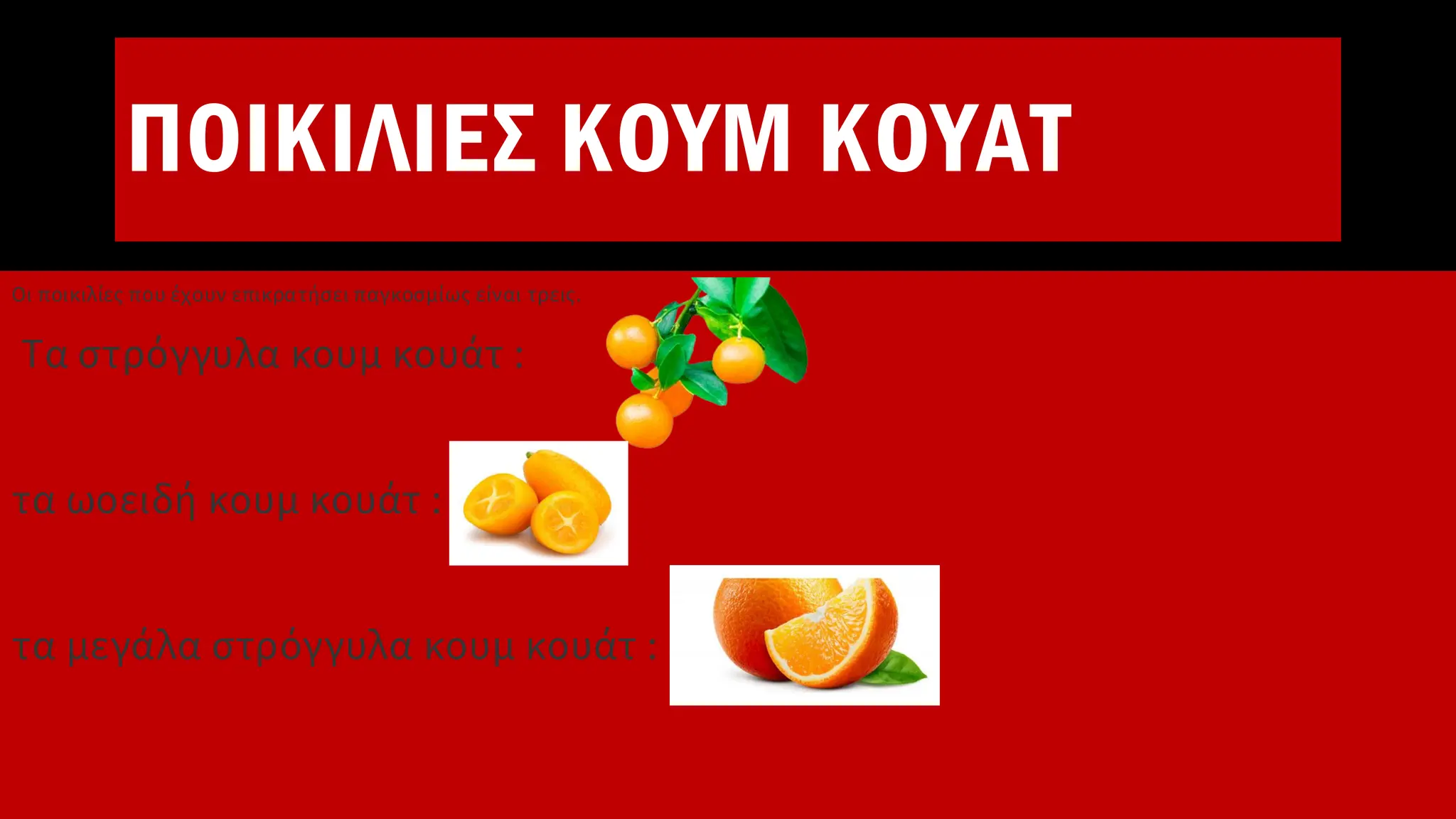 ΠΟΙΚΙΛΙΕΣ ΚΟΥΜ ΚΟΥΑΤ
Οι ποικιλίες που έχουν επικρατήσει παγκοσμίως είναι τρεις.
Τα στρόγγυλα κουμ κουάτ :
τα ωοειδή κουμ κουάτ :
τα μεγάλα στρόγγυλα κουμ κουάτ :
 