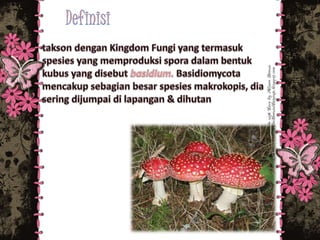ascomycota,basidiomycta,deutermycota