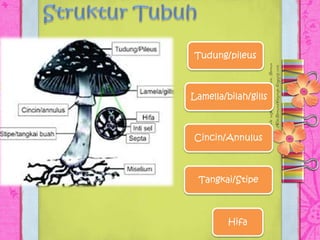Tudung/pileus
Lamella/bilah/gills
Cincin/Annulus
Tangkai/Stipe
Hifa
 