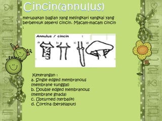 merupakan bagian yang melingkari tangkai yang
berbentuk seperti cincin. Macam-macam cincin
:
Keterangan :
a. Single edged membranous
(membrane tunggal)
b. Double edged membranous
(membrane gnada)
c. Upturned (terbalik)
d. Cortina (berselaput)
 