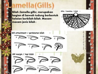 Bilah (lamella/gills), merupakan
bagian di bawah tudung berbentuk
helaian berbilah-bilah. Macam-
macam jenis bilah :
 
