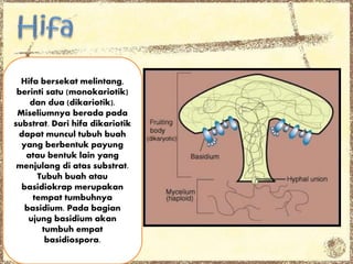Hifa bersekat melintang,
berinti satu (monokariotik)
dan dua (dikariotik).
Miseliumnya berada pada
substrat. Dari hifa dikariotik
dapat muncul tubuh buah
yang berbentuk payung
atau bentuk lain yang
menjulang di atas substrat.
Tubuh buah atau
basidiokrap merupakan
tempat tumbuhnya
basidium. Pada bagian
ujung basidium akan
tumbuh empat
basidiospora.
 