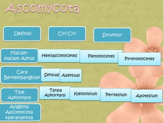 Definisi Ciri-Ciri
Macam-
macam Askus
Hemiascomycetes Pletomycetes
Pyrenomycetes
Cara
Berkembangbiak
Seksual Aseksual
Anggota
Ascomycota
&peranannya
Tipe
Askorkarp
Struktur
Tanpa
Askorkarp Kleistosium Peritesium Apotesium
 
