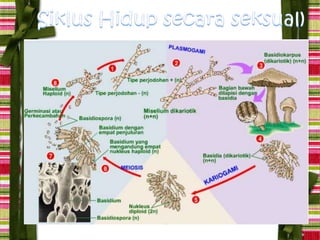 ascomycota,basidiomycta,deutermycota