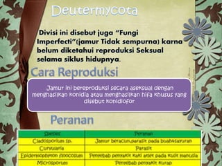 Jamur ini bereproduksi secara aseksual dengan
menghasilkan konidia atau menghasilkan hifa khusus yang
disebut konidiofor
 