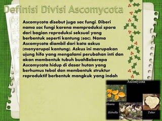Ascomycota disebut juga sac fungi. Diberi
nama sac fungi karena memproduksi spora
dari bagian reproduksi seksual yang
berbentuk seperti kantung (sac). Nama
Ascomycota diambil dari kata askus
(menyerupai kantung). Askus ini merupakan
ujung hifa yang mengalami perubahan inti dan
akan membentuk tubuh buahBeberapa
Ascomycota hidup di dasar hutan yang
berhumus tebal dan membentuk struktur
reproduktif berbentuk mangkuk yang indah
 
